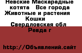 Невские Маскарадные котята - Все города Животные и растения » Кошки   . Свердловская обл.,Ревда г.